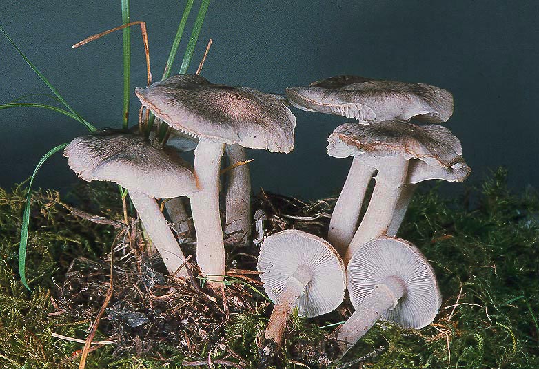 Tricholoma cingulatum